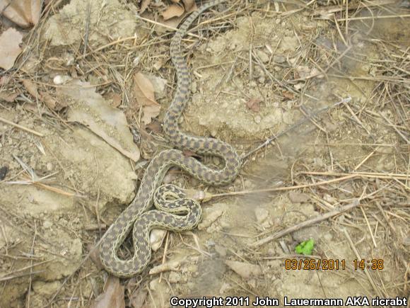 San Diego Gopher Snake (Pituophis catenifer annectens)