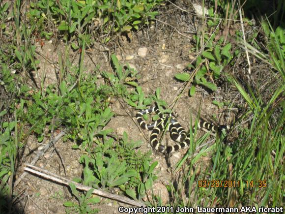 California Kingsnake (Lampropeltis getula californiae)