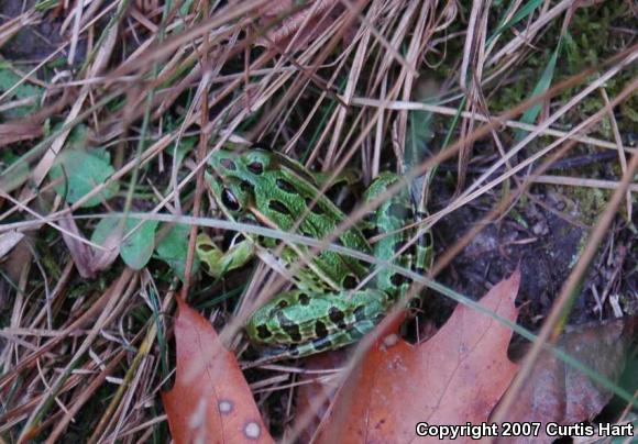 Northern Leopard Frog (Lithobates pipiens)