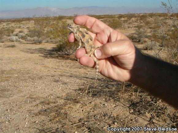 Southern Desert Horned Lizard (Phrynosoma platyrhinos calidiarum)