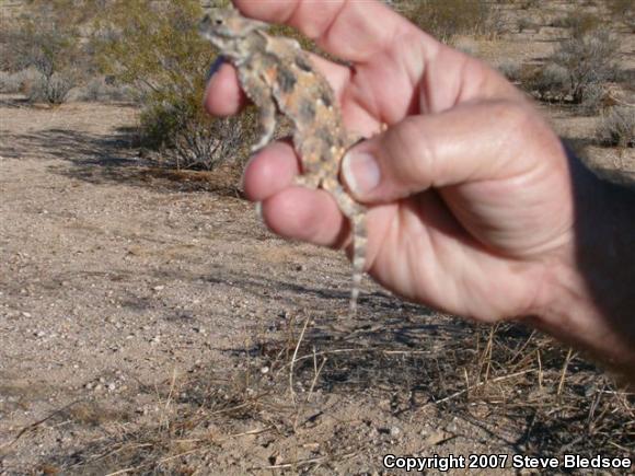 Southern Desert Horned Lizard (Phrynosoma platyrhinos calidiarum)