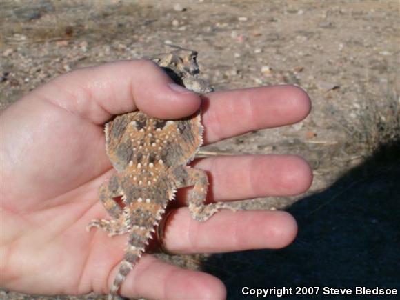 Southern Desert Horned Lizard (Phrynosoma platyrhinos calidiarum)