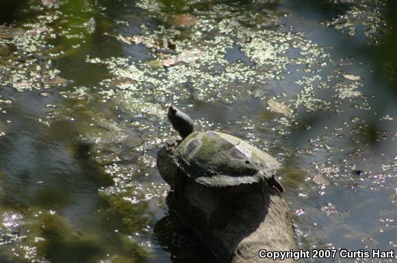 Northern Map Turtle (Graptemys geographica)