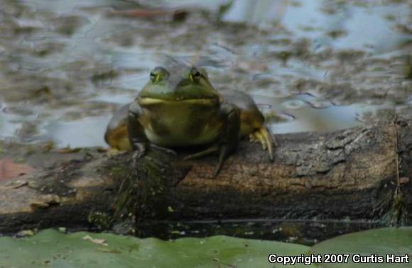 American Bullfrog (Lithobates catesbeianus)