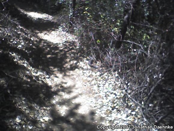 Southern Pacific Rattlesnake (Crotalus oreganus helleri)