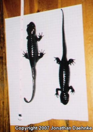 Northwestern Salamander (Ambystoma gracile)