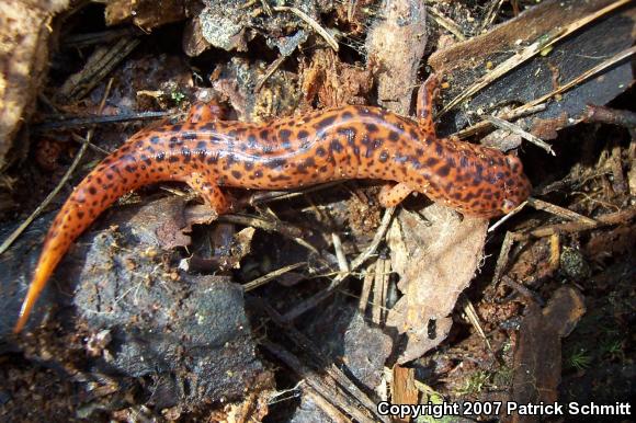 Northern Red Salamander (Pseudotriton ruber ruber)