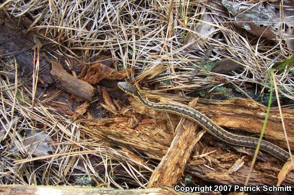 Eastern Gartersnake (Thamnophis sirtalis sirtalis)