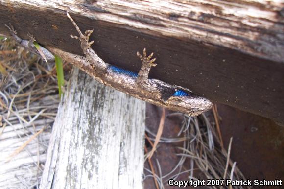 Eastern Fence Lizard (Sceloporus undulatus)