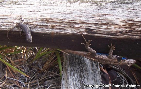 Eastern Fence Lizard (Sceloporus undulatus)