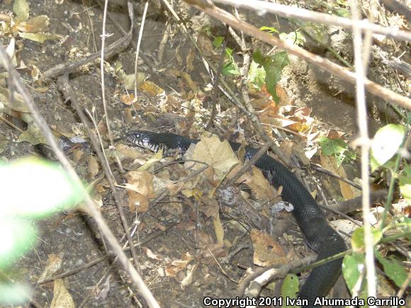 Mexican West Coast Cribo (Drymarchon melanurus rubidus)