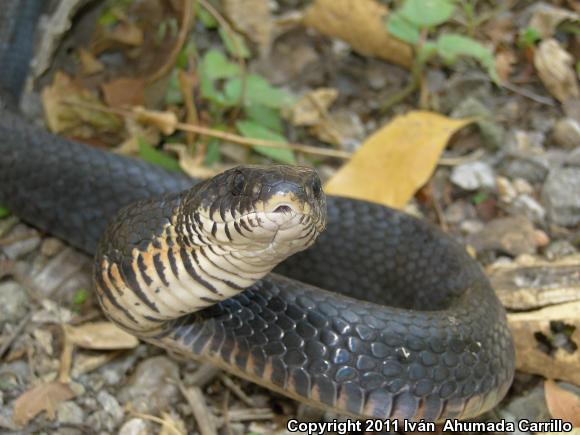 Mexican West Coast Cribo (Drymarchon melanurus rubidus)