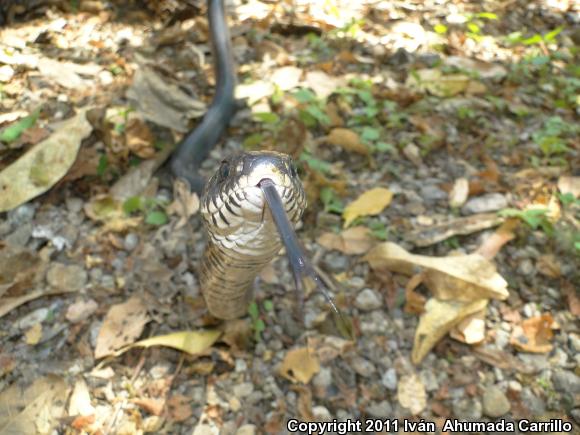 Mexican West Coast Cribo (Drymarchon melanurus rubidus)