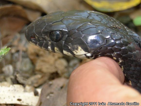 Mexican West Coast Cribo (Drymarchon melanurus rubidus)