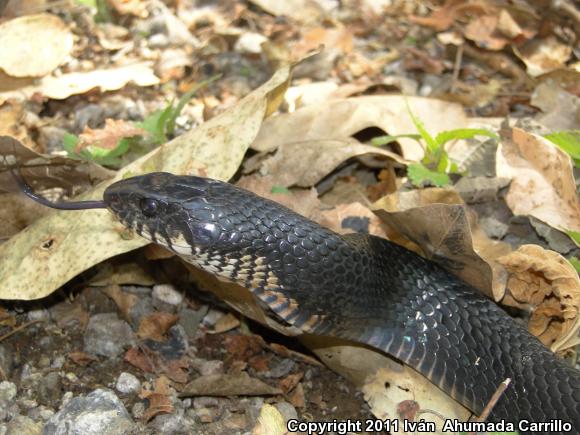 Mexican West Coast Cribo (Drymarchon melanurus rubidus)