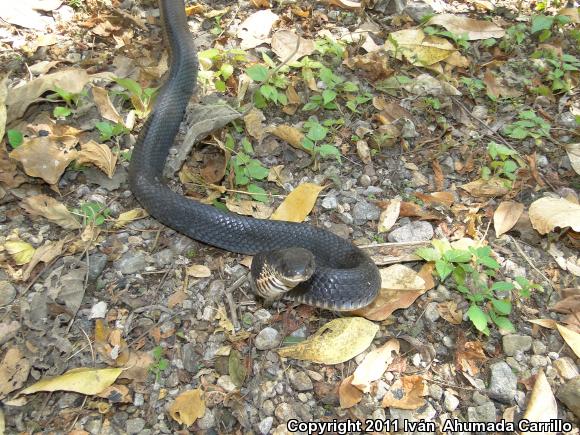 Mexican West Coast Cribo (Drymarchon melanurus rubidus)