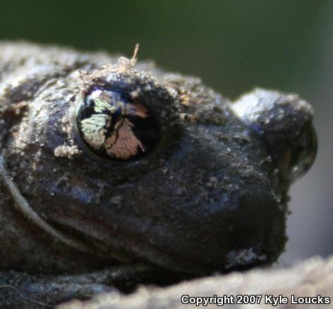 Eastern Spadefoot (Scaphiopus holbrookii)