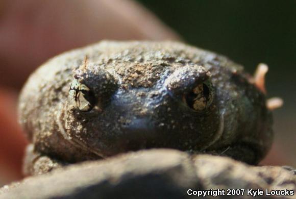 Eastern Spadefoot (Scaphiopus holbrookii)