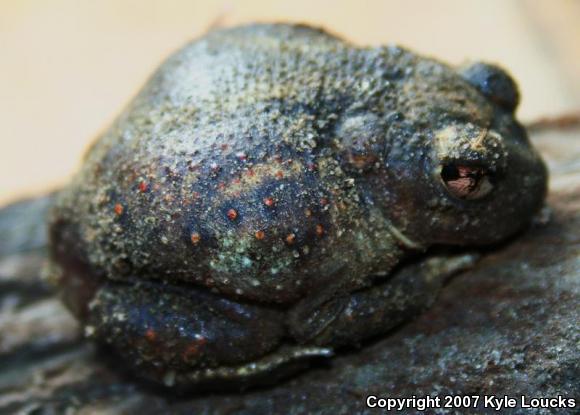 Eastern Spadefoot (Scaphiopus holbrookii)