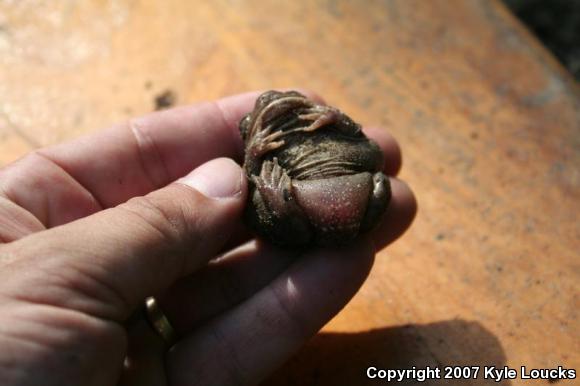 Eastern Spadefoot (Scaphiopus holbrookii)