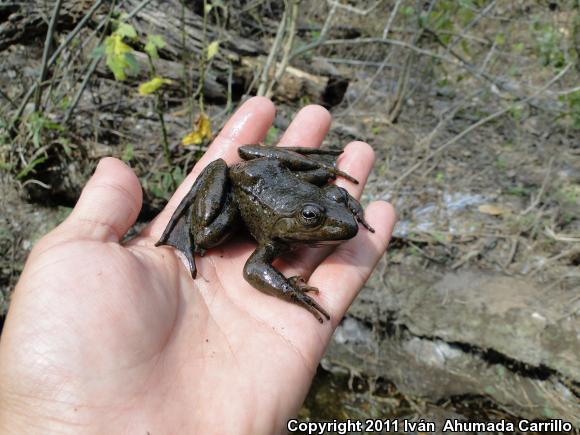 Smooth-backed Frog (Lithobates psilonota)