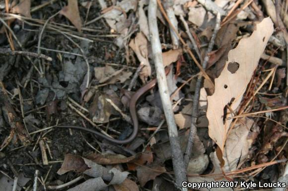 Little Brown Skink (Scincella lateralis)