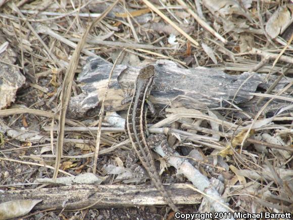 Texas Rose-bellied Lizard (Sceloporus variabilis marmoratus)