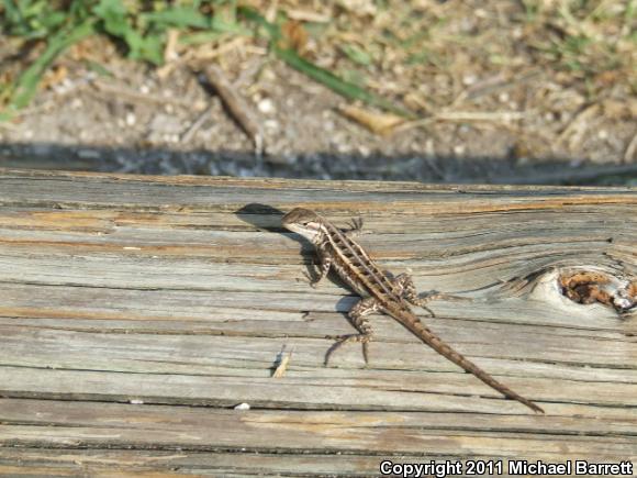 Texas Rose-bellied Lizard (Sceloporus variabilis marmoratus)