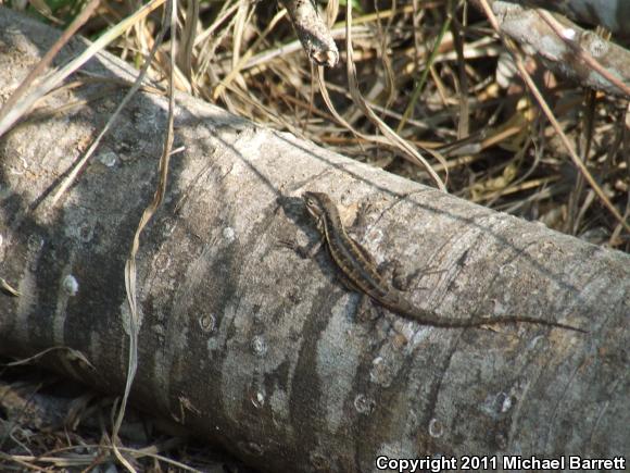 Texas Rose-bellied Lizard (Sceloporus variabilis marmoratus)