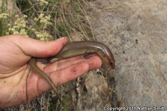 Western Redtail Skink (Plestiodon gilberti rubricaudatus)