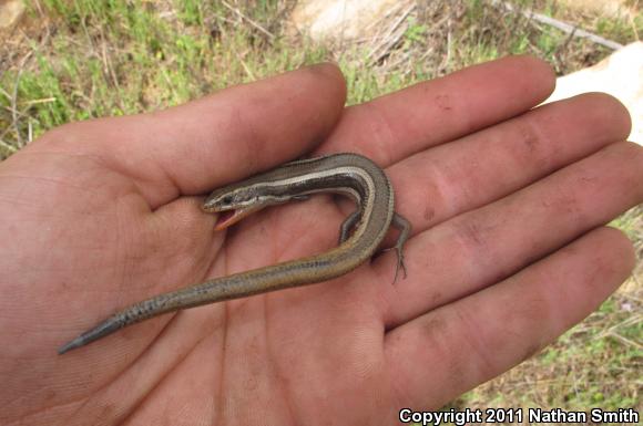 Coronado Island Skink (Plestiodon skiltonianus interparietalis)