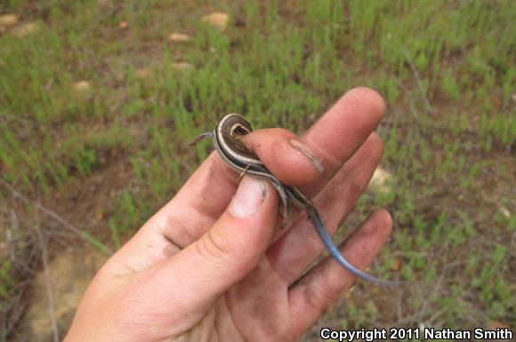 Coronado Island Skink (Plestiodon skiltonianus interparietalis)