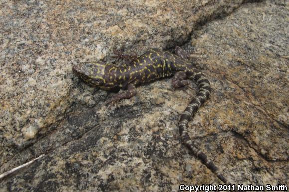 Granite Night Lizard (Xantusia henshawi)