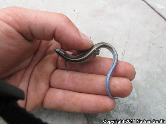 Coronado Island Skink (Plestiodon skiltonianus interparietalis)