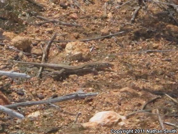 Belding's Orange-throated Whiptail (Aspidoscelis hyperythra beldingi)