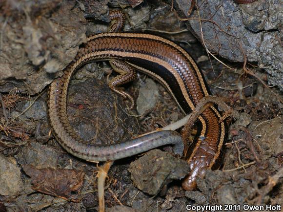 Western Skink (Plestiodon skiltonianus skiltonianus)