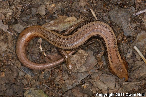 Western Skink (Plestiodon skiltonianus skiltonianus)