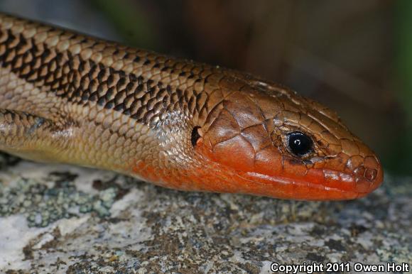 Western Skink (Plestiodon skiltonianus skiltonianus)