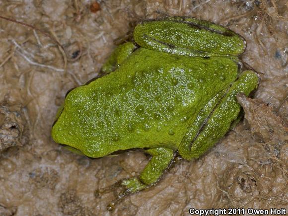 Sierran Treefrog (Pseudacris sierra)