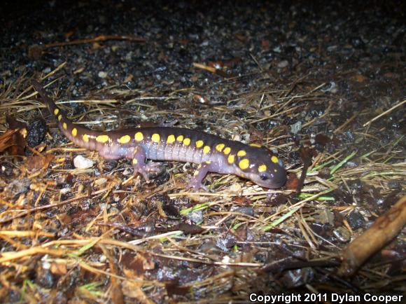 Spotted Salamander (Ambystoma maculatum)