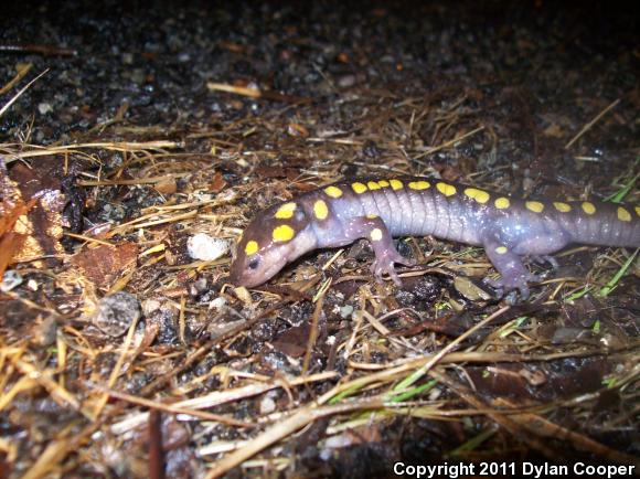 Spotted Salamander (Ambystoma maculatum)