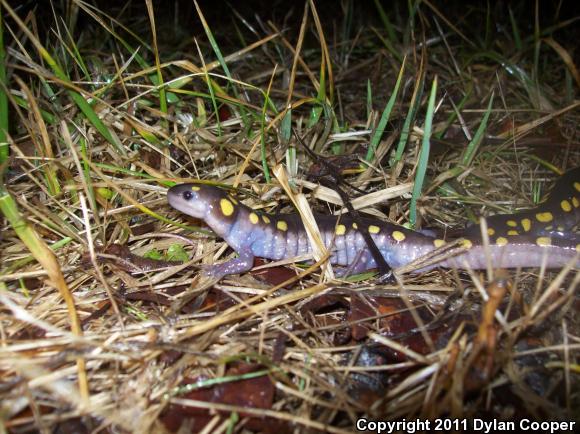 Spotted Salamander (Ambystoma maculatum)