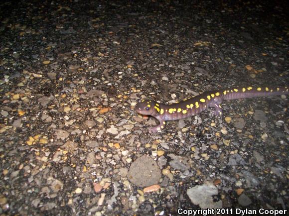 Spotted Salamander (Ambystoma maculatum)