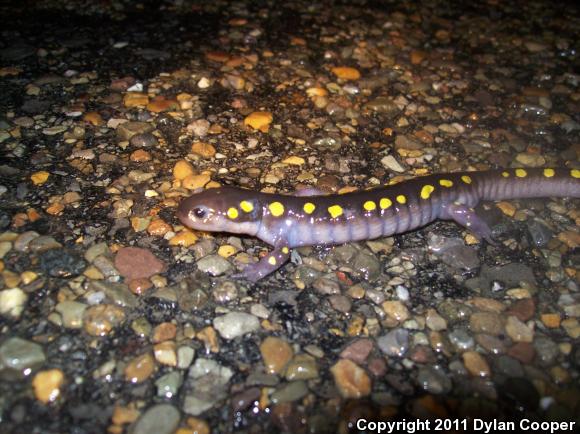 Spotted Salamander (Ambystoma maculatum)