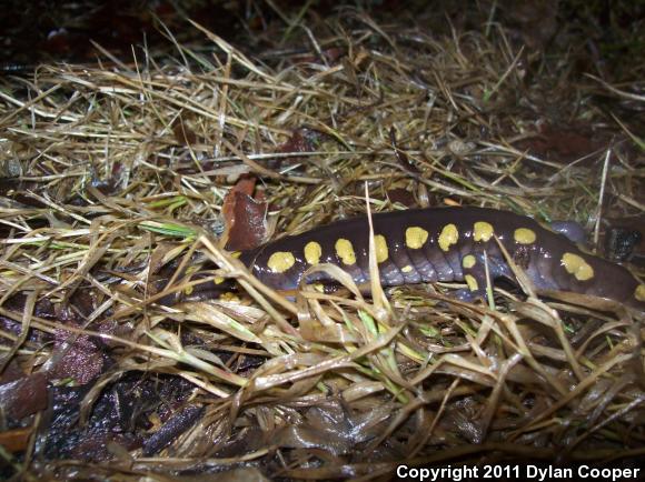 Spotted Salamander (Ambystoma maculatum)