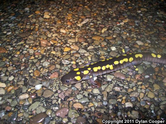 Spotted Salamander (Ambystoma maculatum)