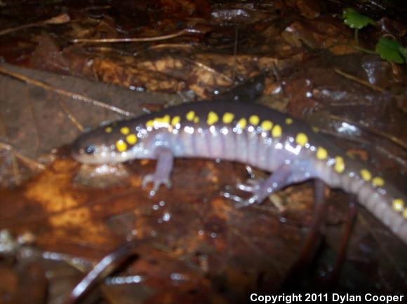 Spotted Salamander (Ambystoma maculatum)