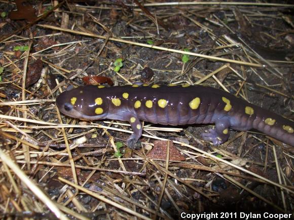 Spotted Salamander (Ambystoma maculatum)