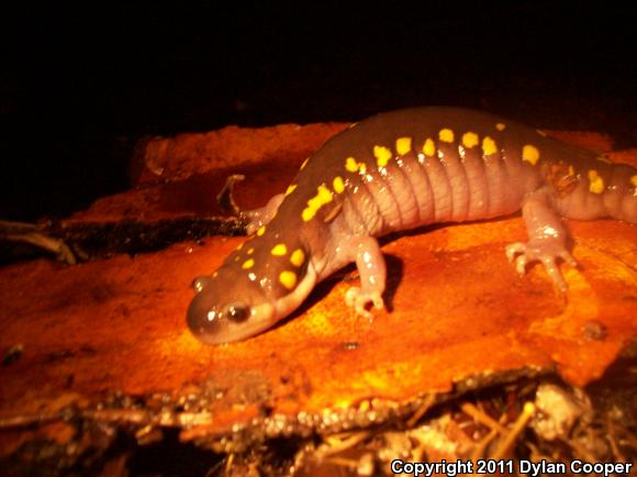 Spotted Salamander (Ambystoma maculatum)