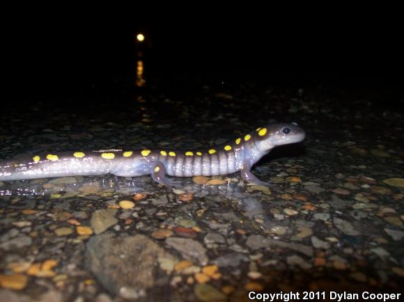 Spotted Salamander (Ambystoma maculatum)